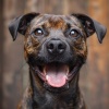 Música de relajación para perros、As persecución、Nafer - Pistas Caninas De Alta Energía