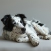 Música para perros solo en casa、Música para perros de moda、Espíritu calmante - Patas Arriba En Ritmos Juguetones