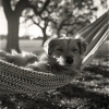 Perros que se Quedan en Casa、Música para calmar perros、Quita Y Pon - Ritmos Dinámicos Para Perros