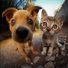 Música para dormir para mascotas、Restauraciones calmantes、Colección de música relajante - Sintonía De Juego De Recuperación