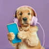 Listas de reproducción de música relajante para perros、Punto Tranquilo、A la deriva muy lejos - Melodías Divertidas De Buscar