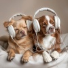 Puppy Music Therapy、DJ GOTOBED、Star Patterns - Puppy's Happy Tunes