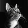 Gato Total Relax、Lista de reproducción feliz para relajarse、Música tranquila del domingo por la mañana - Tonos Armónicos De Ronroneo