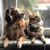 Pet Music World、Lofi Beats、Lo Fi Playlist《Lofi Pet Grooves》[MP3/LRC]