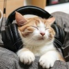 Cat Music Hour、Calming Kitten Music、Perfect Lofi Music - Purrfect Evening Vibes