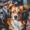 Chill My Pooch、Dog Separation Anxiety Music、Acoustic Worship Ensemble《Puppy Playtime Musical Tunes》[MP3/LRC]