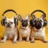 Music For Pets、Pets Total Relax、Yolta - Playful Pet Tunes