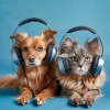 My ASMR Moments、Feel the Joy、Pet Bliss - Playful Chords Pets Love