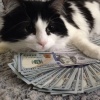 serotonin00、Yung Bruh、El Titø、Tito Jimenez、Melanie Boschert - all i want is bands (Explicit)