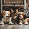 Calm Music Masters、Headache Migrane Relief、Harmonic Resonance - Playful Tunes Spark Pet Joy
