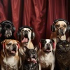 Quiet Pet Music、Supreme Pet Sounds、Relaxing Pet Music - Calm Companion Cadence