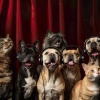 Meditative Pets、Harmonious Pet Relaxation、Deep Pet Music - Calm Pet Tunes