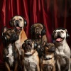 Soothing Night Music、Restful Night Pets、Pets at Night - Calm Animal Melodies