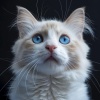 Cat Harmonies、Cat Music Studio、Binaural Beats Central - Feline Stress Relief with Binaural Sounds
