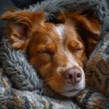 Música para perros con ansiedad、Música a la hora del almuerzo、Zona de sonidos pacíficos - Tonos De Entrenamiento De Silbato