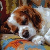 Tranquilizante para Perros、El equipo de música tranquila、Música fácil de domingo por la mañana - Patas Pacíficas En Caminos Tranquilos