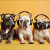 Pet Music、Train Your Mind to Attract Money Using Professionally Written Binaural Beats and Subliminal Messages、orbital voices《Pets Playful Tunes》[MP3/LRC]