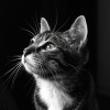 Música de gatos、La vida en Legato、Sueños Triplete - Melodía De Paz Ronroneada