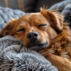 Música para Perros Playlists、Música para perros solo en casa、Vaca soñolienta - Melodías Pacíficas Para Cachorros