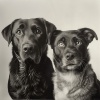 Tranquilizante para Perros、Colectivo de Música Ambiental、Lúcida - Tonadas Enérgicas Para Canes