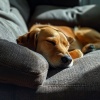 Radio de música para perros、Musica-para-Relajar-Perros、Musica para Perros Momentos - Tonos Suaves Para Mascotas