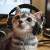 La armonía、Música para descansar gatos、Música Relajante para Gatos - Sonidos Reconfortantes Para Las Mascotas