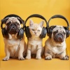 Pets Music、Crystal Tones、Horizon Lights《Calm Pet Sounds》[MP3/LRC]