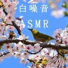 疗愈音律 - 森林鸟语