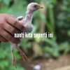 Nisa rahayu、bunga、Dj Kapten Asia - Nanti kita seperti ini