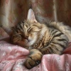 Música para dormir para mascotas、Mascotas soñolientas、La mejor musica instrumental - Suaves Vibras Animales