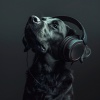 Atmósferas curativas、Biblioteca de música para perros、Perro Total Relax - Los Perros Se Calman