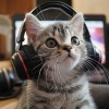 Efectos especiales del hechizo lunar、Relajación del gato、Zona de música de gatos - Ritmos De Bigotes De Gato