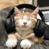 Calming Cat Music、Calm LoFi、Calm Cat《Cat Nap Sounds》[MP3/LRC]