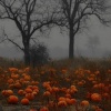 Cinnamon - Pumpkin Picking