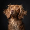 Sleep Dog、Mystical Sun、Asian Music Sanctuary - Canine Comfort Melodies