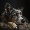 Dog Music TA、Dog Radio 1、Dog & Calm - Canine Calm Sessions