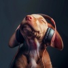 Doggy Relaxing Sounds、Dr. Sounds、The Calm Music Crew - Gentle Dog Lullabies