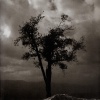 Alon Mor - Beloved