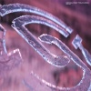 Grace Dahl、Alec Dienaar - Ech Wel
