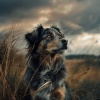 Music for Dogs Playlist、Radiant Retreat、World Space - Peaceful Paws on Quiet Paths