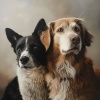 Interstellar Journey、Lounge Chillout、Peaceful Pet Sessions - Calm Moments Pet Tunes