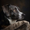 The Dog Music Guys、Island Sun、Ultimate Dog Calm - Gentle Calm Dog Sounds