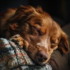 Dog Relaxation、Wp Sounds、Luminate - Quiet Night Dog Tunes