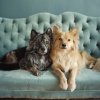 Música para Tiendas Musica De Fondo、Biblioteca de música para perros、Las leyendas de la música canina - Armonía De Juego De Perros