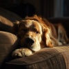 Relax for Life、Relaxed State、Dog Music Radio - Calm Canine Evening Tunes