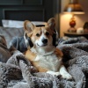 Dog Music Zone、Sex & Intimacy Increase - Binaural Beat Meditation、The Future Sound of XYZ - Bark Soft Melody