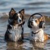 Calm Animals Music、Relax with Waves、machine ii - Harmony's Sea for Pets