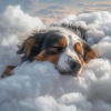 Musica Relajante para Perros Momentos、Bueno entonces adios、Musica para Perros Radio - Sueños En El Horizonte De Un Perro
