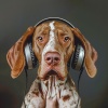 Sueño de cachorro、Flores de saúco、Sonidos de la vida - Paz De Las Mascotas Bajo La Lluvia