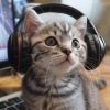Gatos Especialistas、Sabor afrutado、Las barbas son mejores - La Serenata Felina En Bucles Suaves
